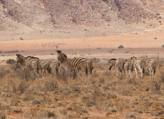 Fototapeta na wymiar Wilde Zebras in Namibia