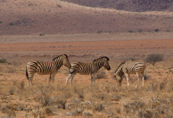 Obraz premium Wilde Zebras in Namibia