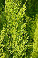 Monterey Cypress Wilma