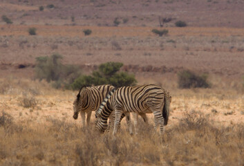 Fototapeta premium Wilde Zebras in Namibia