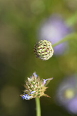Transylvanian scabious