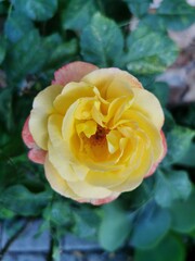 yellow and orange  rose in the garden