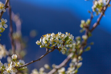 Close up of plum branches in bloom with azure blurred background, Vittorio Veneto, Italy