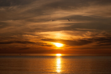 A bird flying into a beautiful sunset