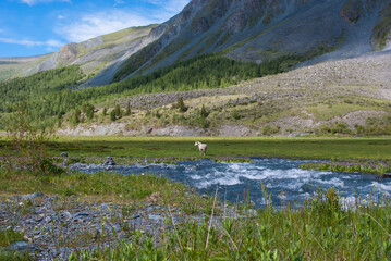 Horse among beautiful mountains and rivers