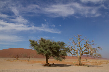 Big Daddy Düne in Namibia nahe Deadvlei, dem Tal des Todes