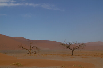 Fototapeta na wymiar Big Daddy Düne in Namibia nahe Deadvlei, dem Tal des Todes