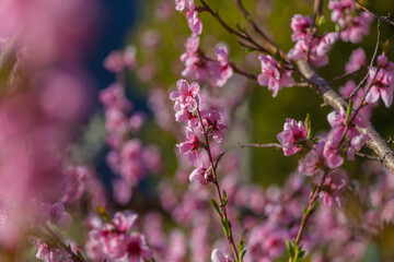 Close up of small peach branches in bloom, Vittorio Veneto, Italy