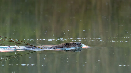 Beaver with twig