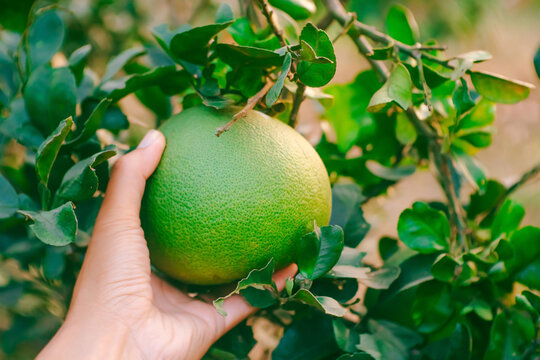 Men holding fresh pomelo in the garden ready to sell or eat. A grapefruit in garden, Pomelo fruits. Science name Citrus maxima(Burm.)Merr.Fruits for high herbs.  Vintage style concept.