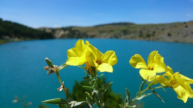 yellow flowers in the lake