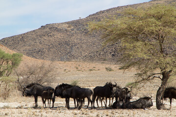 Gnus verstecken sich im Schatten eines Baumes