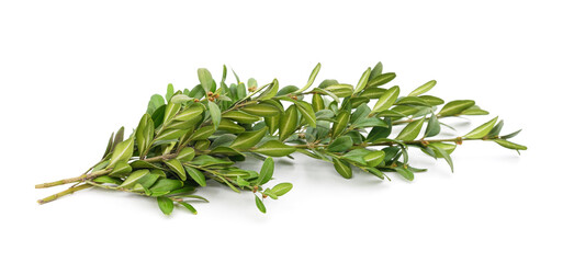 Branches green boxwood.