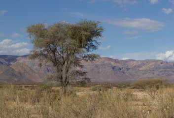 Im Ugab Flußbett in Namibia