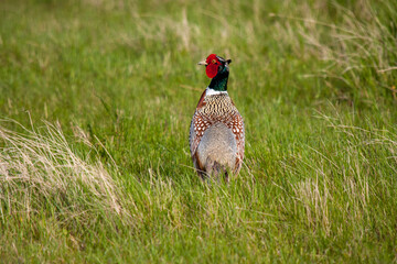 Rooster pheasant in mating colors