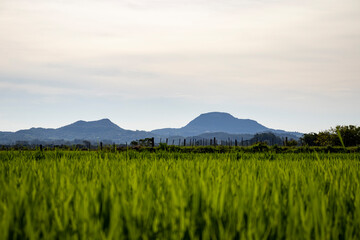 Fototapeta premium Rice Fields