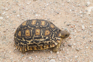 Smaragd Schildkröte