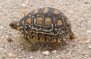Smaragd Schildkröte