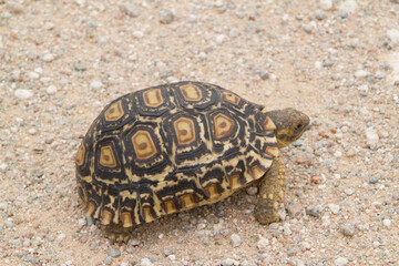 Smaragd Schildkröte