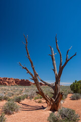 Fototapeta na wymiar Tree in desert scenery