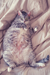 Pregnant gray pet lies belly up on the bed, fat cat with big belly