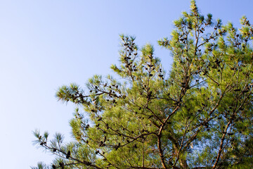 Obraz premium Pine branches with cones on a background of the sky