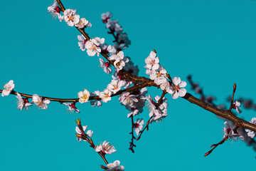 Staged shot with a sprig of blossoming apricot on a turquoise backing