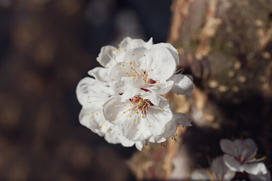 several flowers bloom on the trunk of a cherry