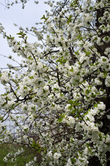 View of the blossoming branches of a cherry tree