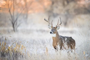 Buck du lever du soleil