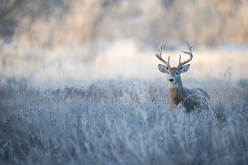 Obraz premium Buck in Brush