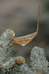 beautiful photo of a green christmas tree covered with ice close-up for the new year holiday