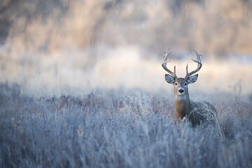 Whitetail Buck in Brush