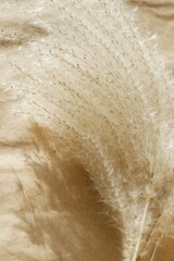 pampas grass neutral beige color background close up. Plant texture. Poster. Scandinavian...