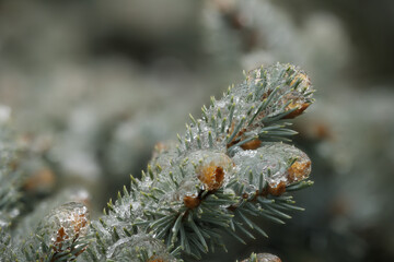 beautiful photo of a green christmas tree covered with ice close-up for the new year holiday