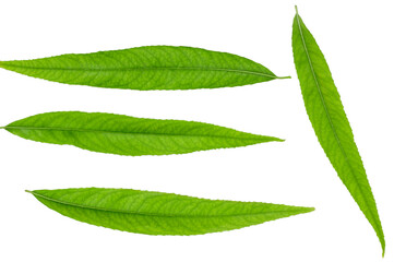 Green leaves of willow isolated on white