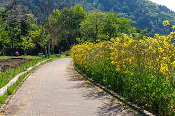 菜の花畑