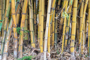 Bamboo trees in Jardim Municipal de Funchal, Madeira