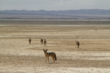 Wüstenhunde bei Cape Cross in Namibia