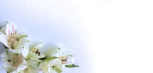 Delicate white astromelia flowers on white background. Pastel light colors. Background for greetings and postcards. © Olirina