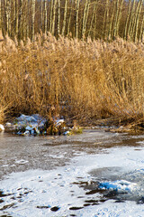 Frozen dry grass in the snow