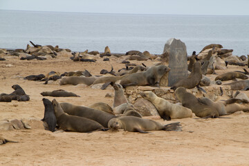 Seelöwen bei Cape Cross in Namibia