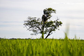 Farm Tree