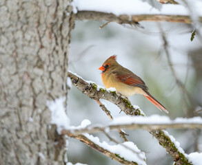 Female Northern Cardinal Perched on a Tree Branch Covered in Snow in Winter