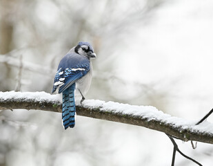 Blue Jay Perched on a Tree Branch Covered in Snow in Winter