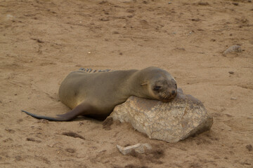Naklejka premium Seelöwen bei Cape Cross in Namibia