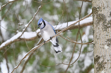 Blue Jay Perched on a Tree Branch Covered in Snow in Winter