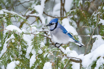 Blue Jay Perched on a Tree Branch Covered in Snow in Winter