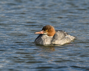 Female Common Merganser Swimming in Fall