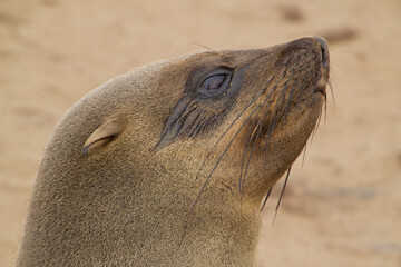 Obraz premium Seelöwen bei Cape Cross in Namibia